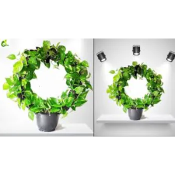 Nice Decorative Plants